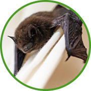 bat