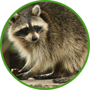 racoon