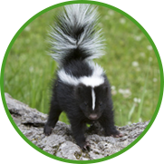 skunk