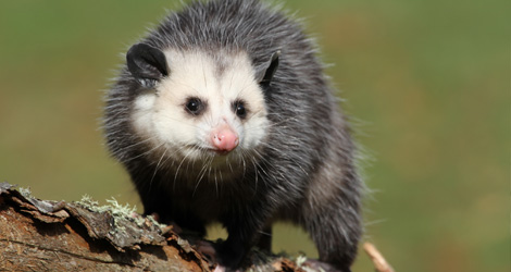 possum