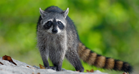 raccoon