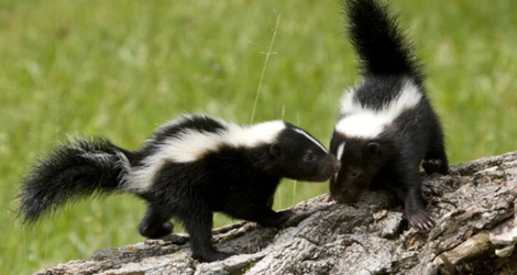 skunk