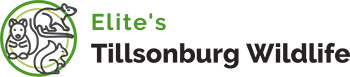 Tillsonburg Wildlife Removal