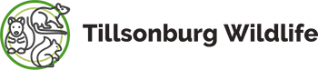 Tillsonburg Wildlife Removal